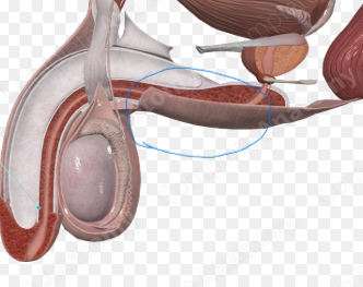 perenial-fascia-1.png